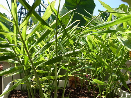 写真: 葉ショウガ１