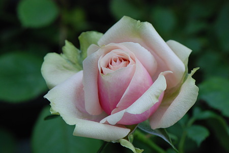 マグノリアコルダナ