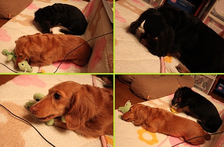 おもちゃ遊び中