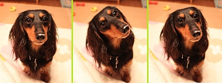 お鼻に何かついてるよ