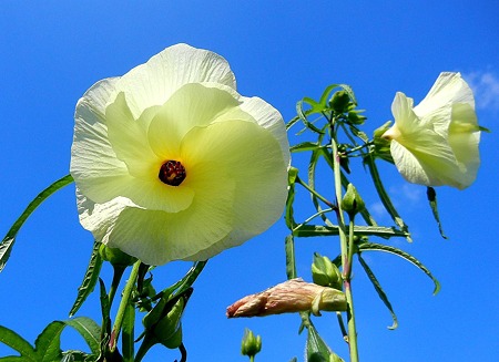 ハナオクラ（トロロアオイ）