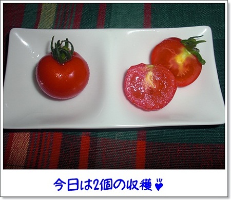 ベランダイエローの真実5