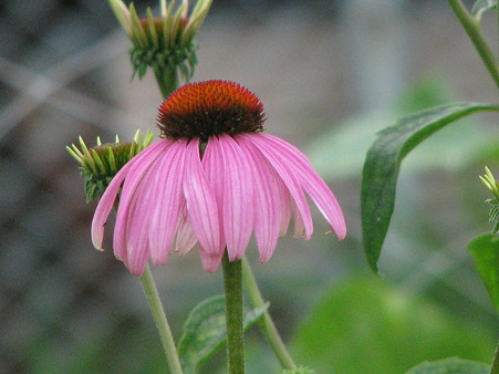 エキナセア・サマーカクテル