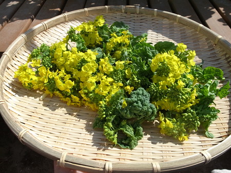 写真: 収穫野菜２