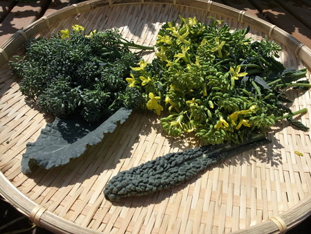 写真: 収穫野菜４