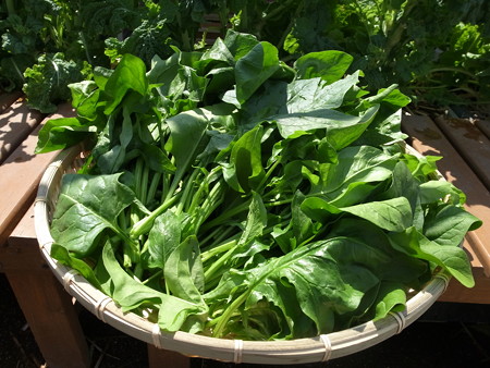 写真: 収穫野菜６