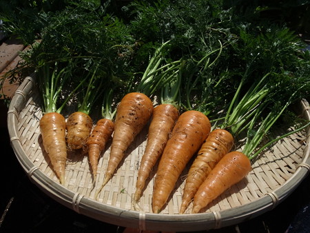 写真: 収穫野菜10
