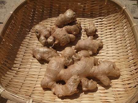 写真: ショウガ１