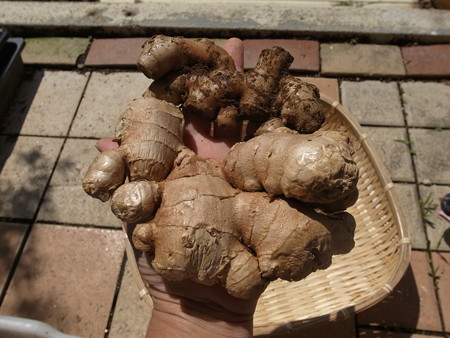 写真: ショウガ３