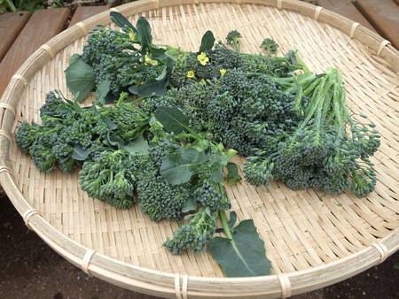 写真: 収穫野菜３