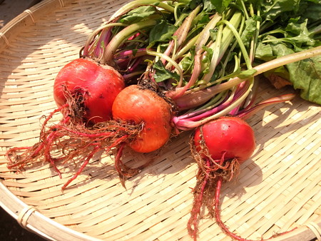 写真: 収穫野菜６