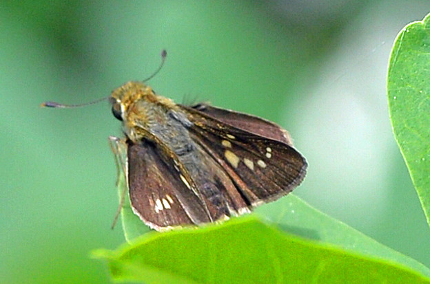 イチモンジセセリ（形原町） (3)