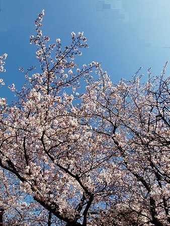 15.3.31　初めての桜
