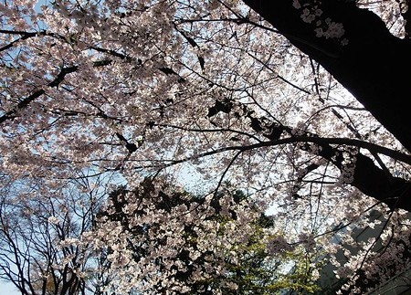 古木の枝に満開に～
