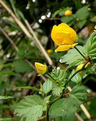 山吹も咲きだしました。