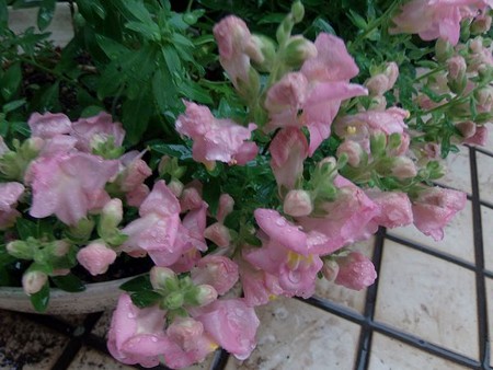 零れ種の金魚草