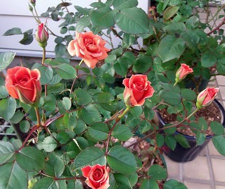 テデーイベア　いっせいに