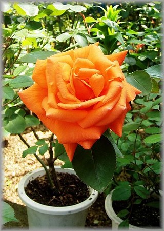 一番花　アーバン　サンセット