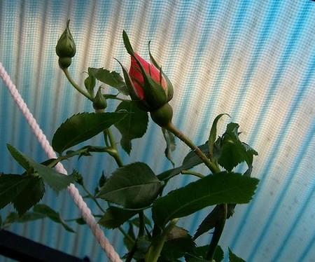 初トライの蔓　アイバーグ