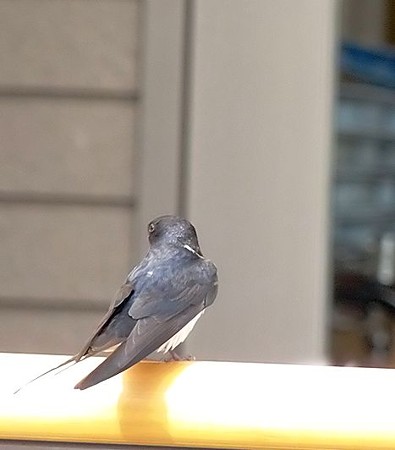 此処で生まれた僕