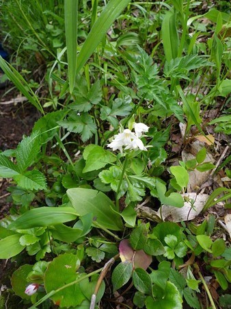 ツバメオモト？