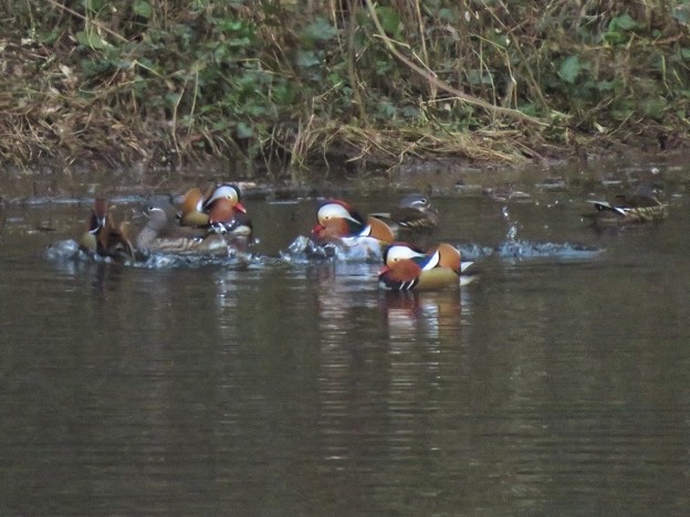 オシドリ達_4438