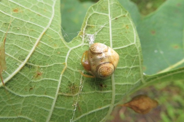 オオトリノフンダマシ_1364