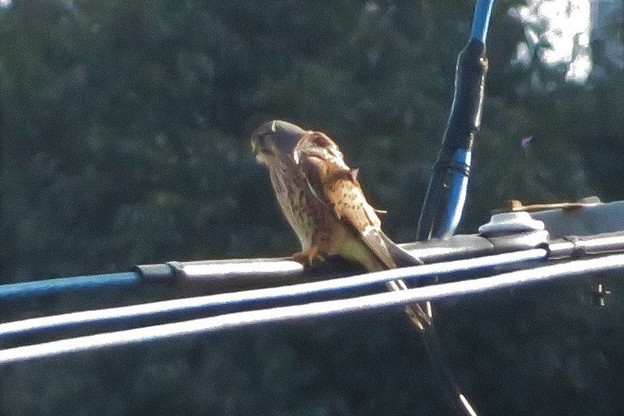 チョウゲンボウ♂_6021