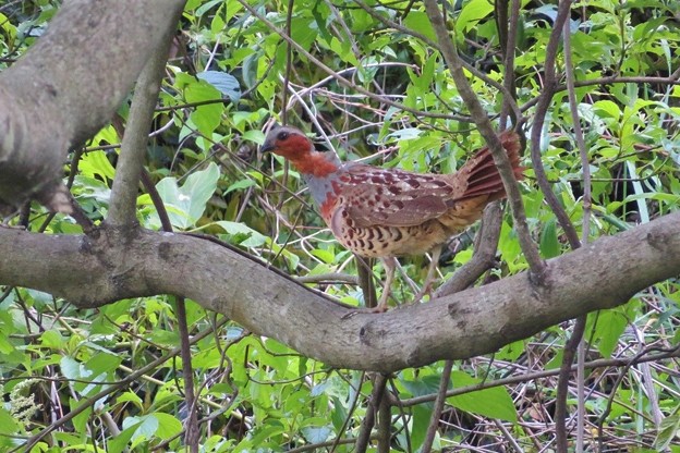 コジュケイ_0250