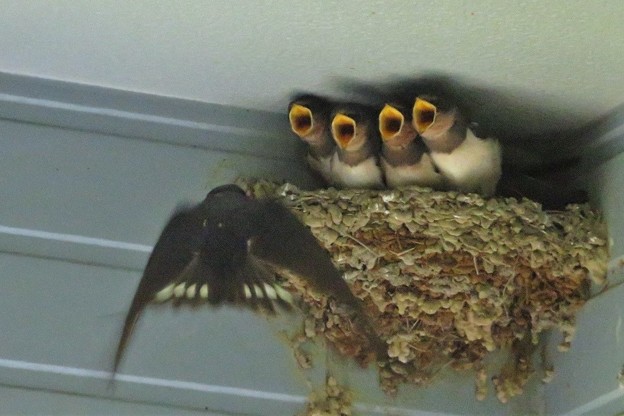 ツバメ子育て_0738