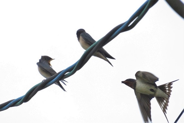 ツバメ幼鳥＆親鳥_0789