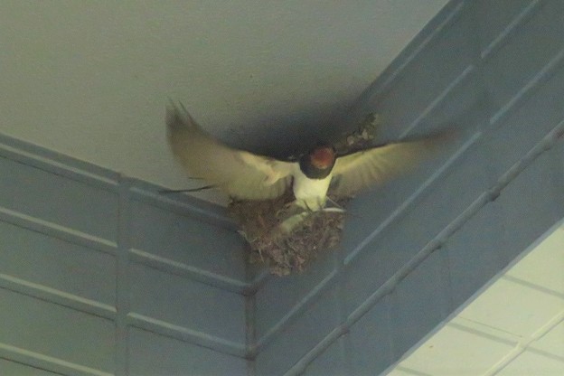 ツバメよそ者♂♀_0808