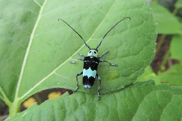 ラミーカミキリ（庭）_1460