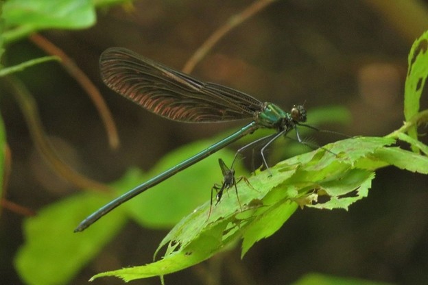 ハグロトンボ♂_1771