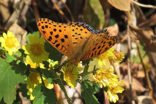 ツマグロヒョウモン♂_7565