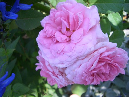 コンテ・ドゥ・シャンポール