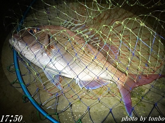 2018.11.21 南房磯釣果-01(真鯛37ｃm 17;50)