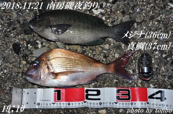 2018.11.21 南房磯釣果-04(ﾒｼﾞﾅ36cm、真鯛37ｃm 19;10)