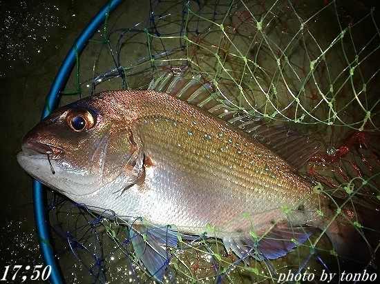 2018.11.21 南房磯釣果-02(真鯛37ｃm 17;50)