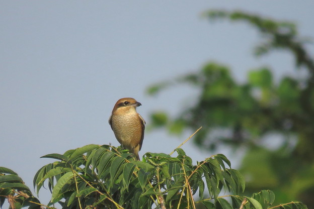 モズ♀(1)IMG_0902 by ふうさん