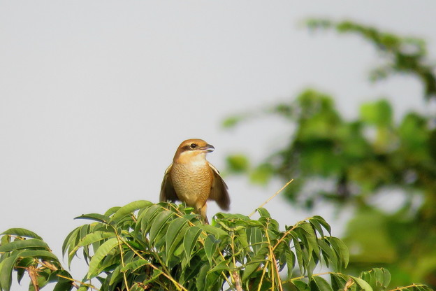 モズ♀(2)IMG_0906 by ふうさん