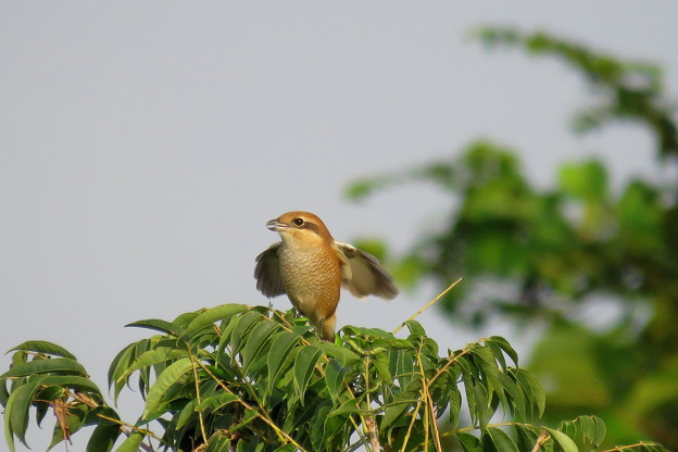 モズ♀(3)IMG_0910 by ふうさん