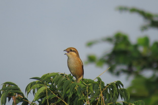 モズ♀(4)IMG_0916 by ふうさん