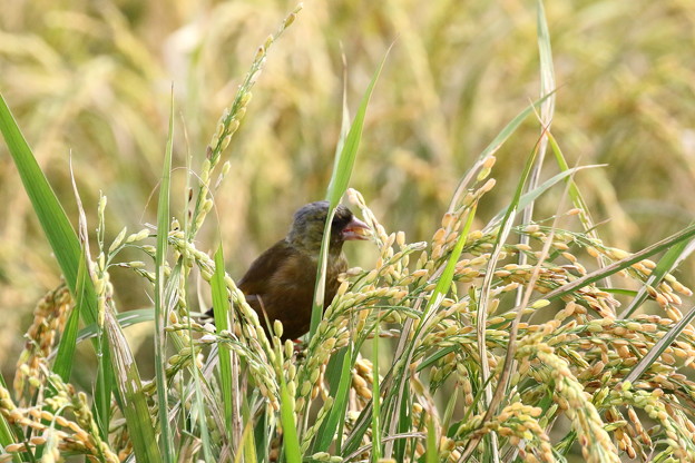 稲を食べるカワラヒワ(1)FK3A6551