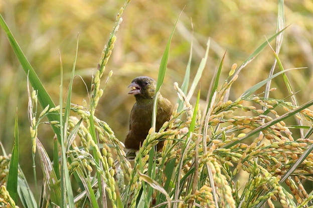 稲を食べるカワラヒワ(2)FK3A6537