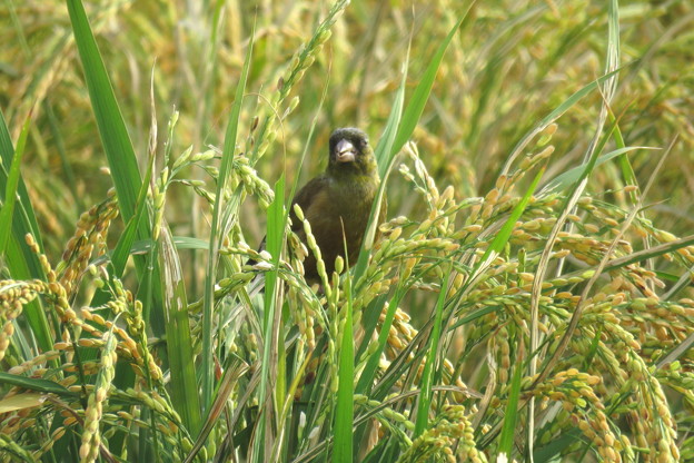 稲を食べるカワラヒワ(3)IMG_0855 by ふうさん