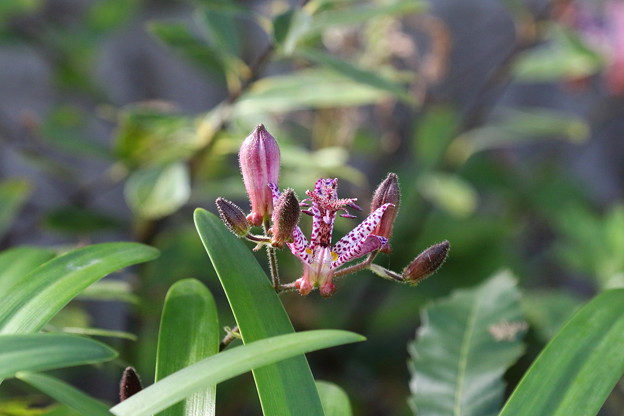 ホトトギス(1)FK3A7531