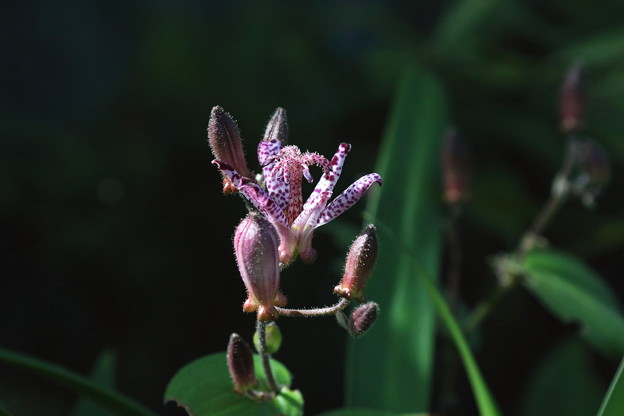 ホトトギス(2)FK3A7527