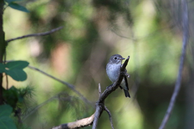 コサメビタキ(1)044A4627