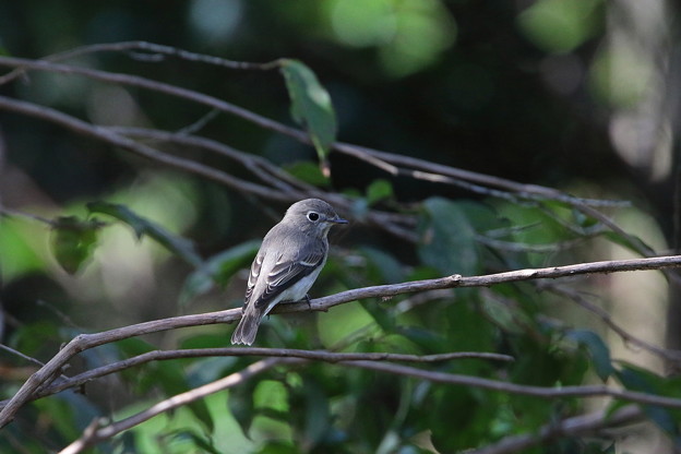 コサメビタキ(2)044A4631